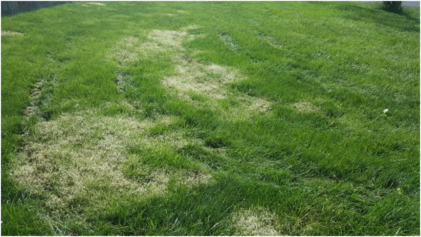 Why does your lawn turn white