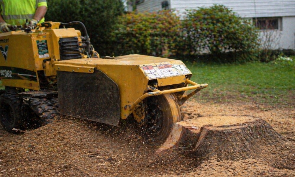 Stump Curing Process What to Expect During the Stump Grinding Process - House of Hendrix